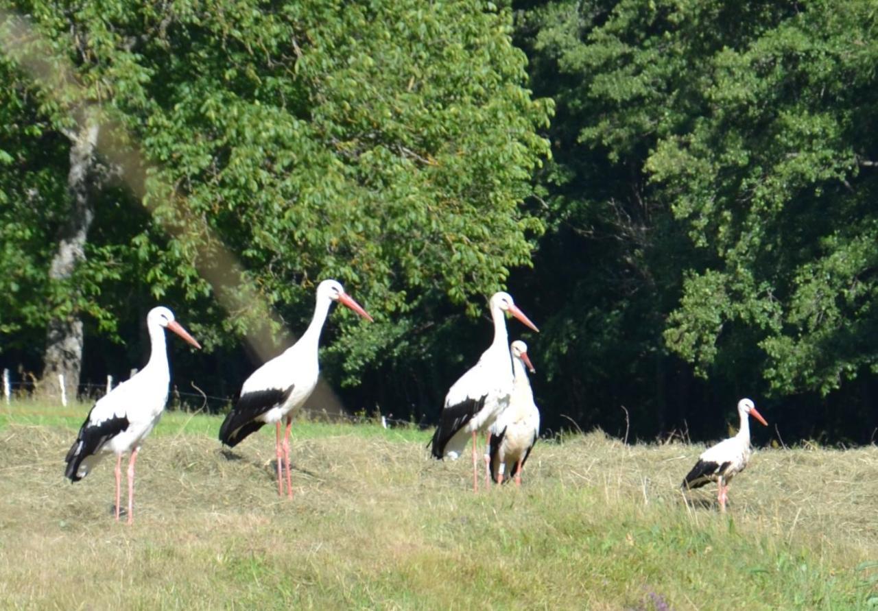 Gîte du Grand Pré Metzeral Esterno foto